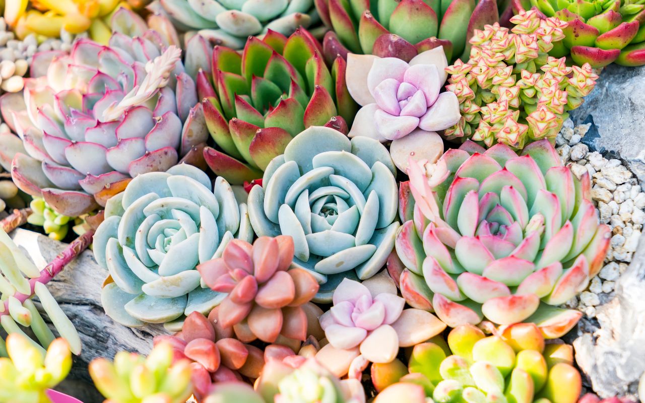 Echeveria