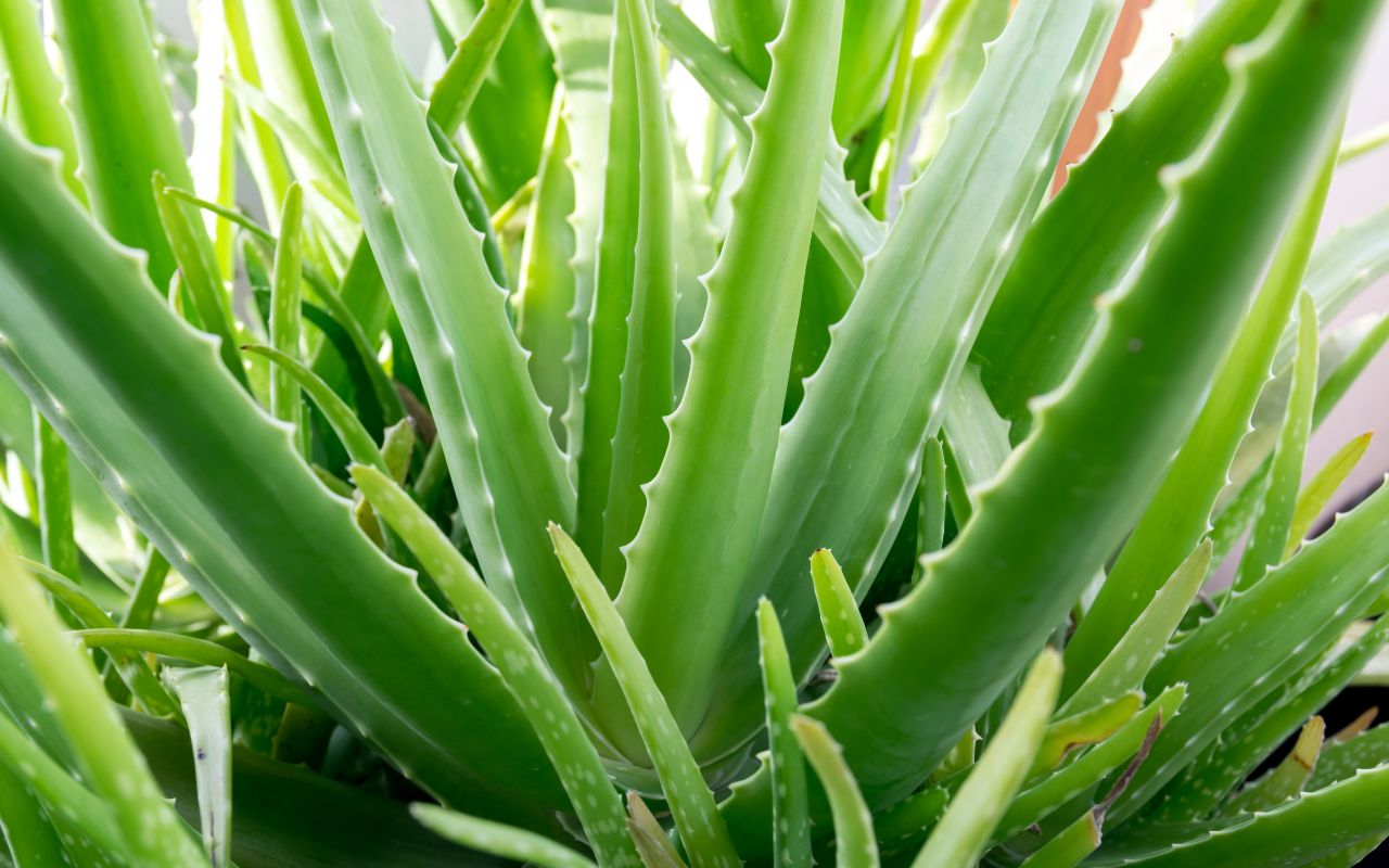 suculenta aloe vera