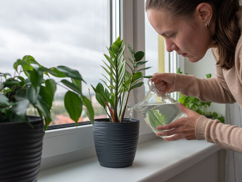 Confira as melhores plantas para espantar baratas!