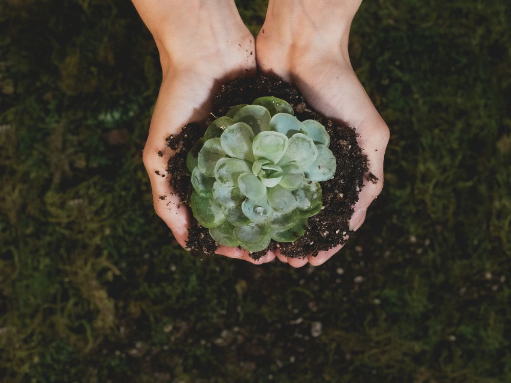 Dicas de sustentabilidade para aplicar em casa