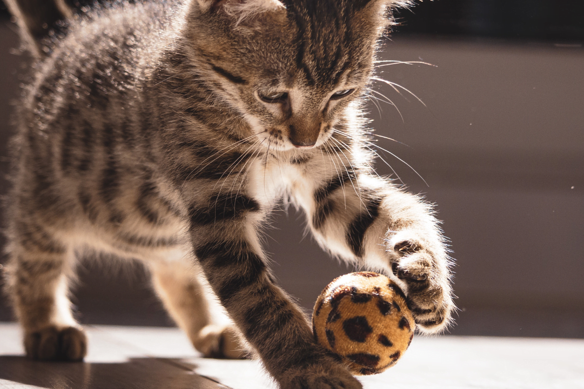 brinquedos-caseiros-para-gatos